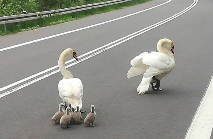 Łabędzie na drodze krajowej…